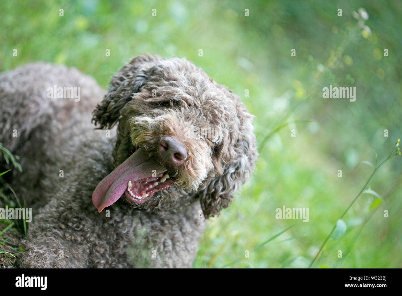Sweet truffle dog portrait Lagotto Romagnolo breed macro background