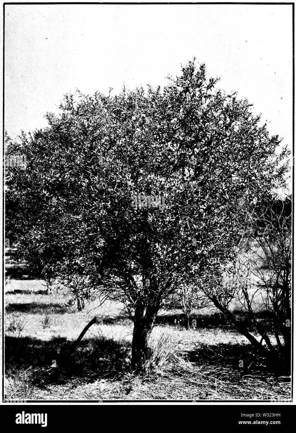 Sandalwood in Primer of Forestry Poole 1922 Stock Photo
