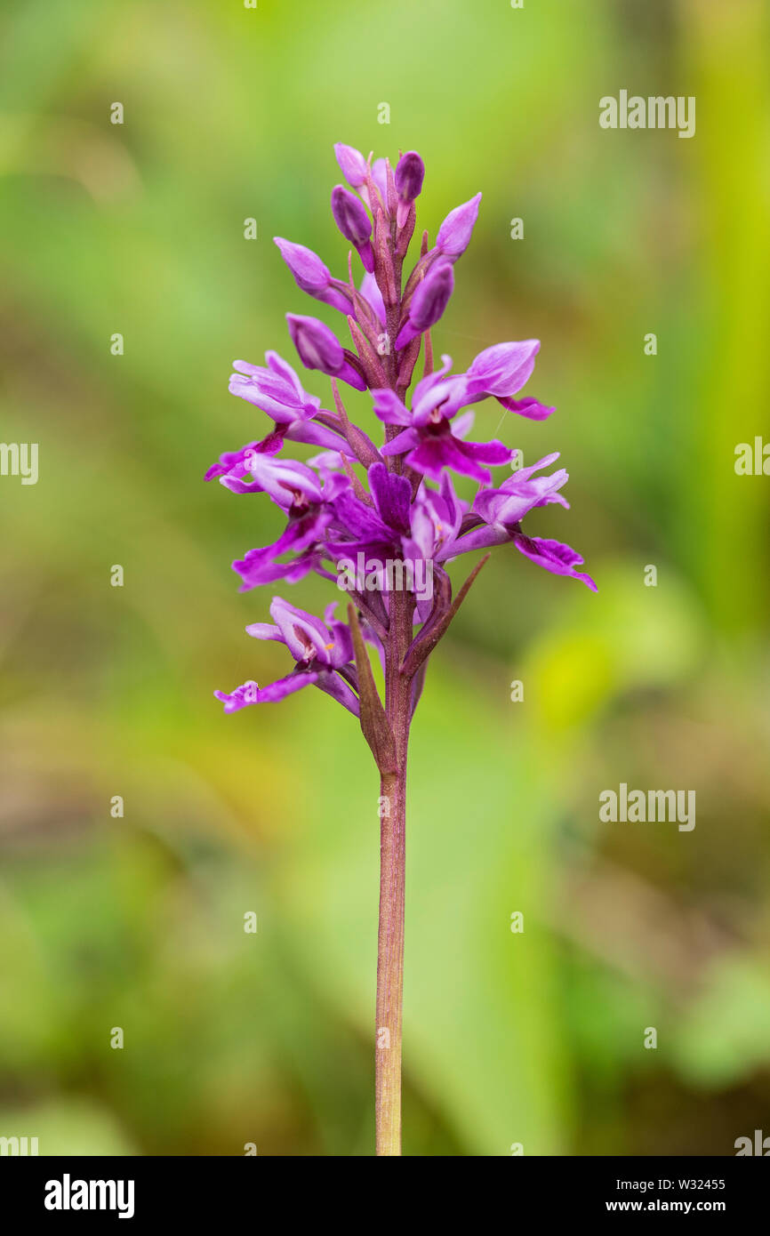 Common Spotted Orchid Dactylorhiza Fuchsii Var Rhodochila Bedfordshire England United Kingdom 24 June 19 Stock Photo Alamy