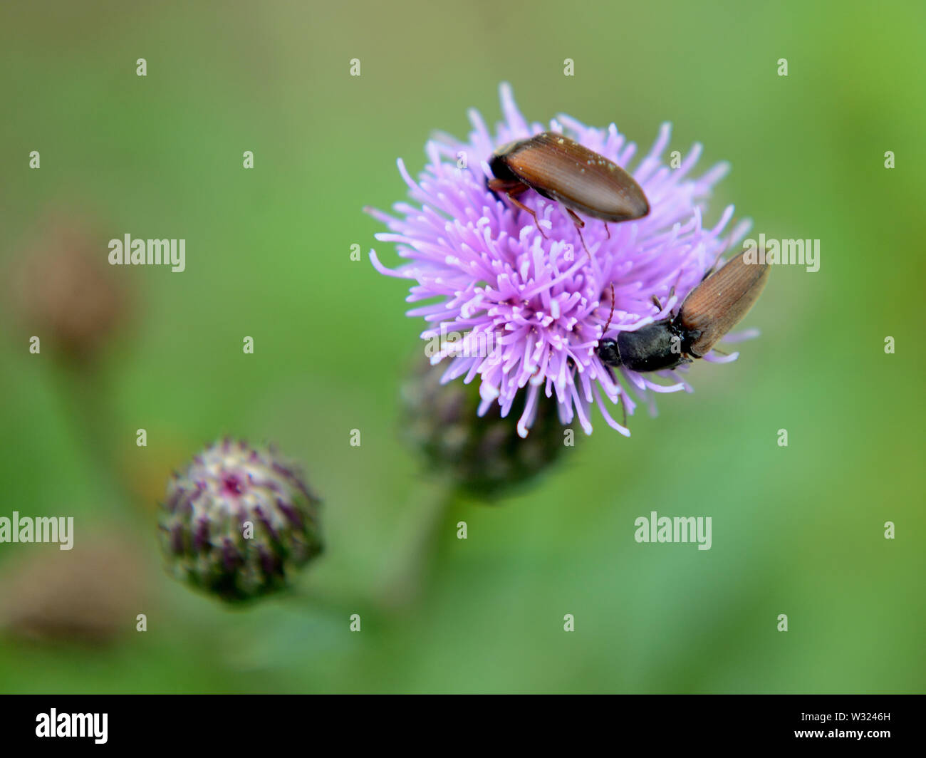 Click beetles eating pollen on creeping thistle Stock Photo