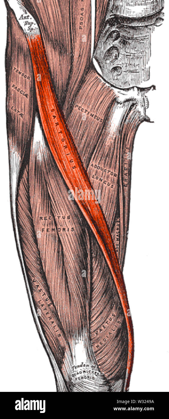 Sartorius muscle hires stock photography and images Alamy