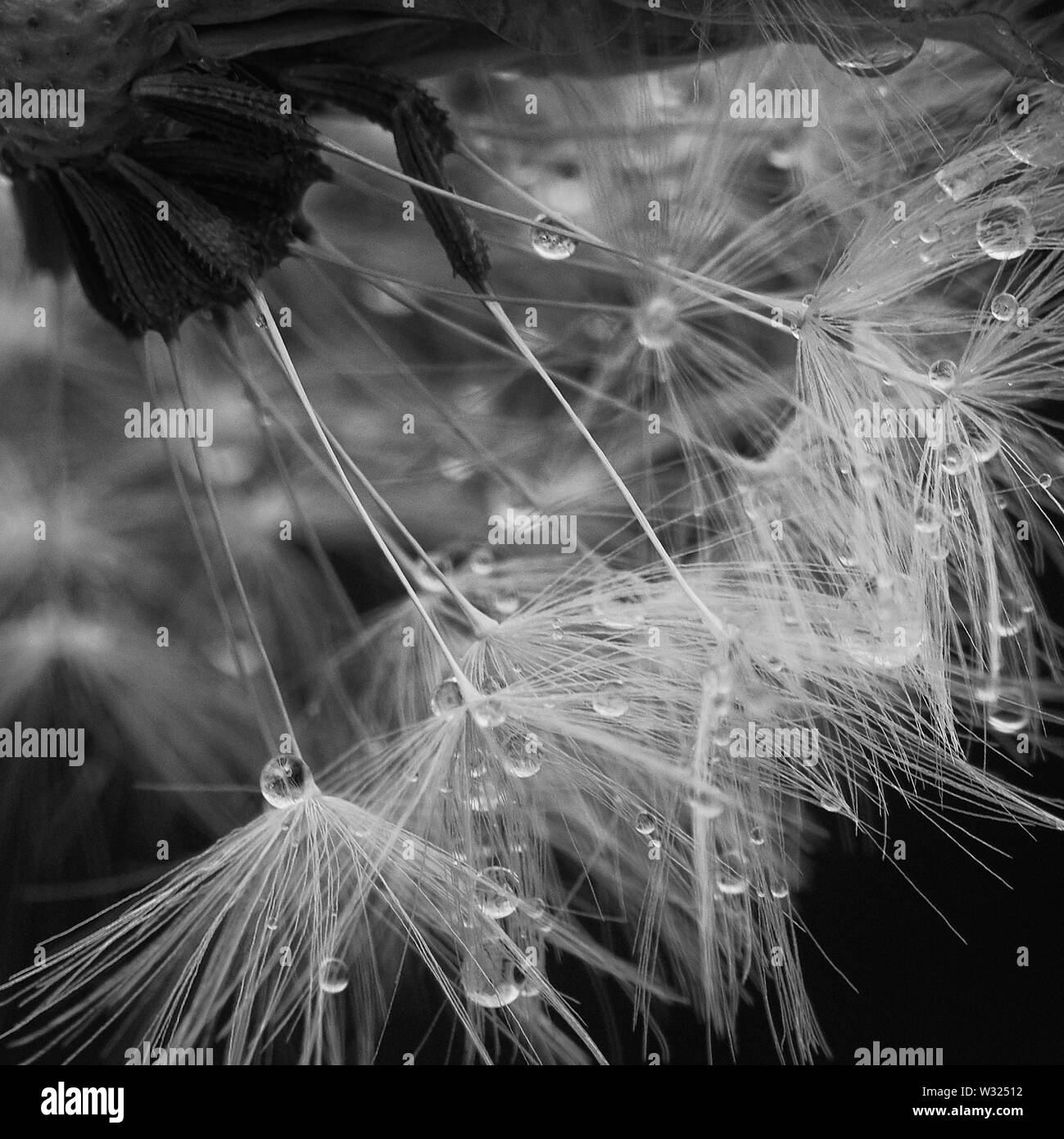 Dandelion seeds Black and White Stock Photos & Images - Alamy
