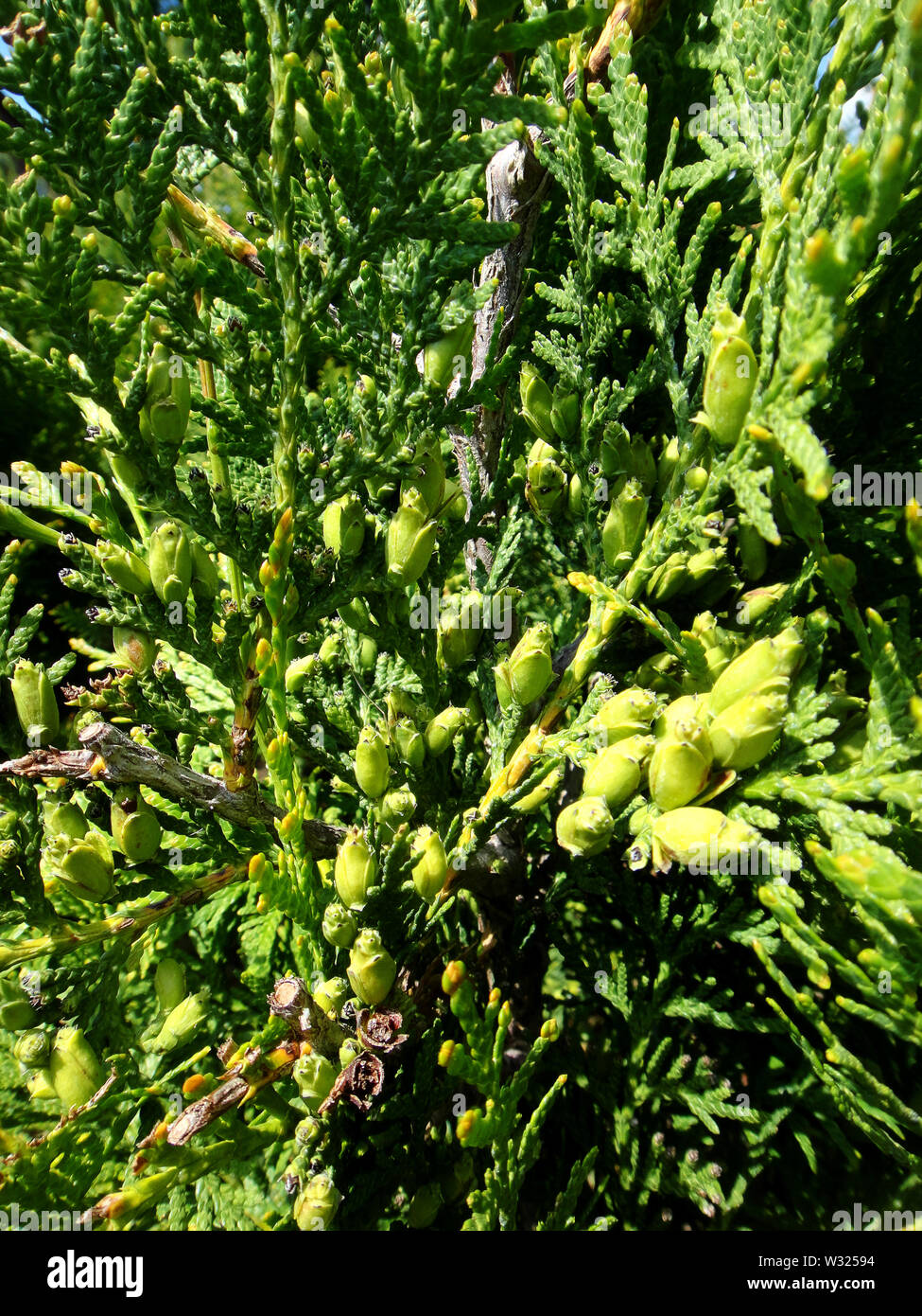 Flower juniperus occidentalis macro background fine art in high quality cupresaceae Stock Photo