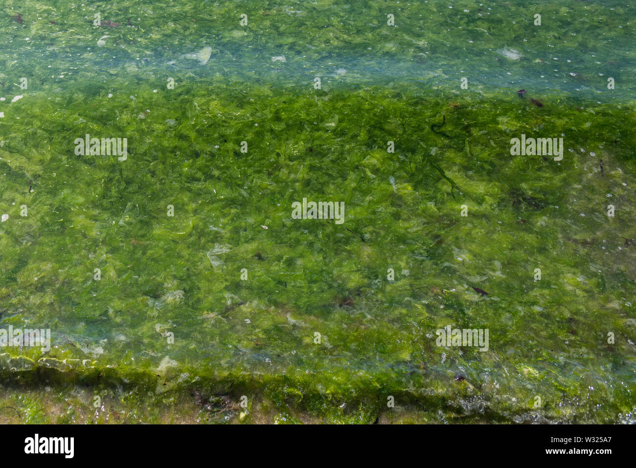 The green seaweed algae Sea Lettuce / Ulva lactuca washed ashore on a beach and deposited at the drift line. Washed up metaphor, stranded concept. Stock Photo