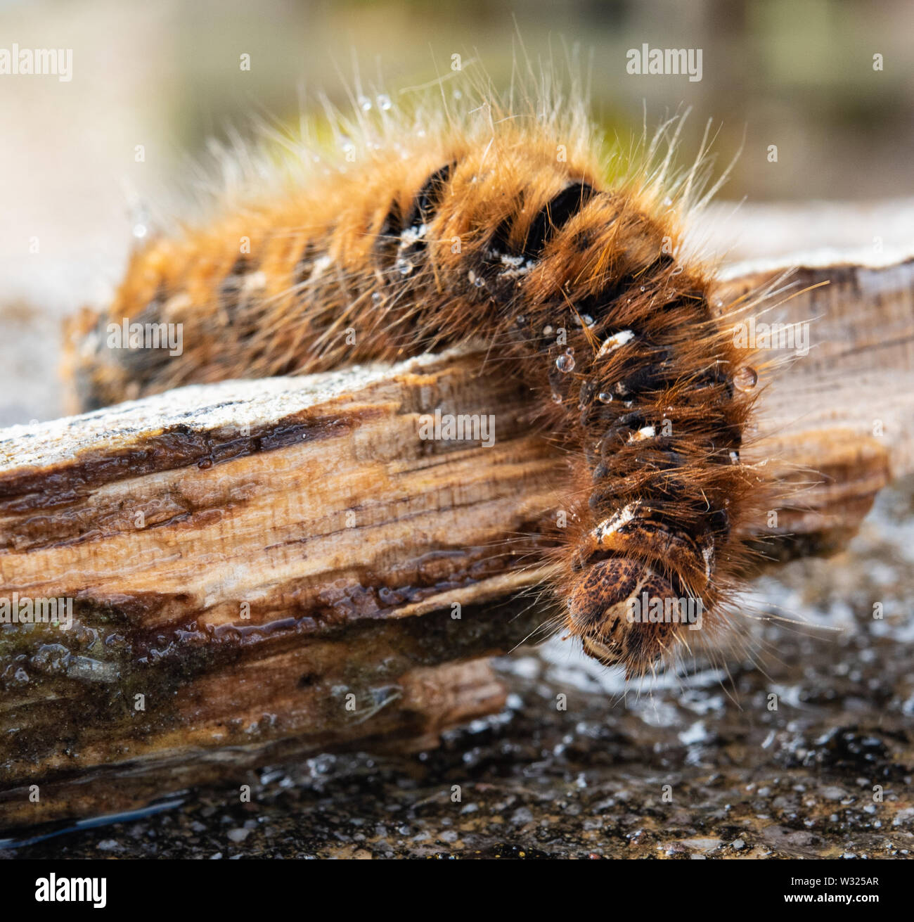 Fox moth caterpillar after rain Stock Photo