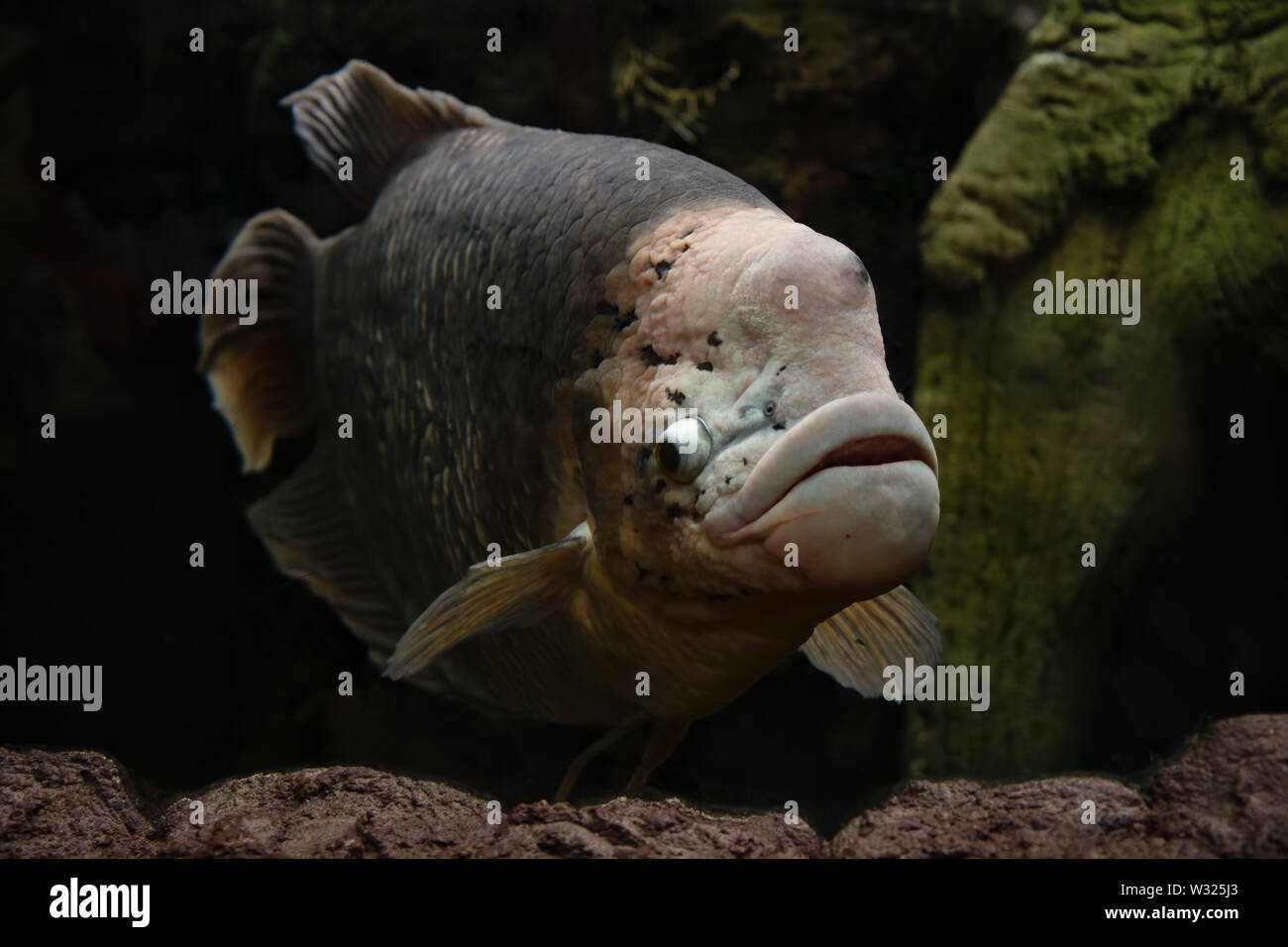 Giant Gourami Osphronemus goramy Fish Swimming Stock Photo