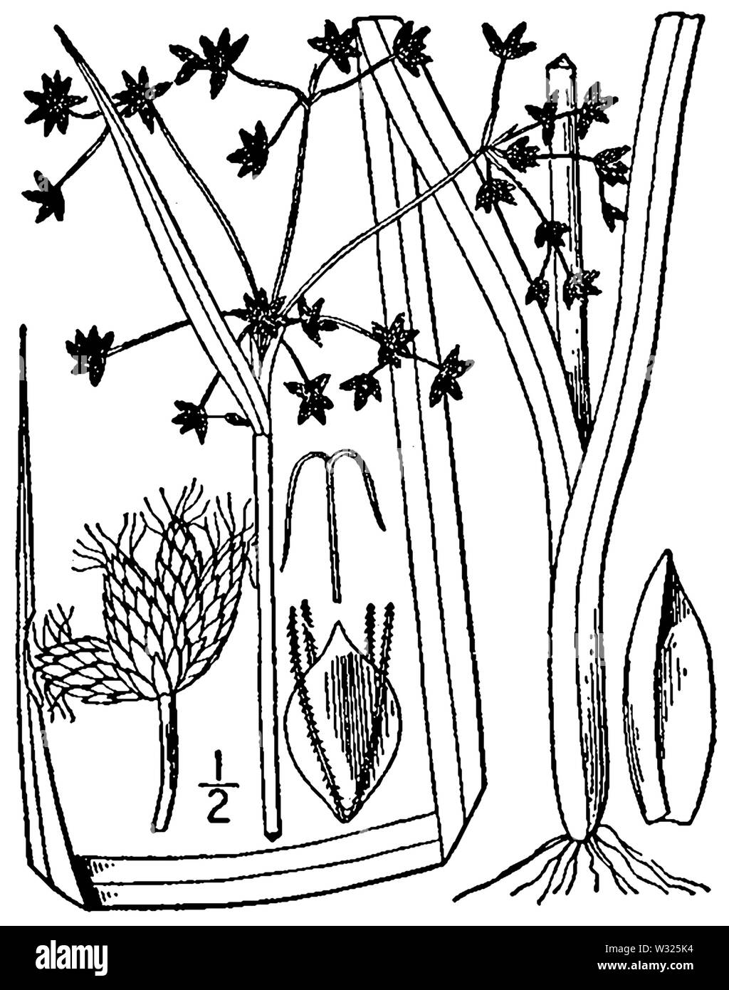 Scirpus microcarpus BB-1913 Stock Photo