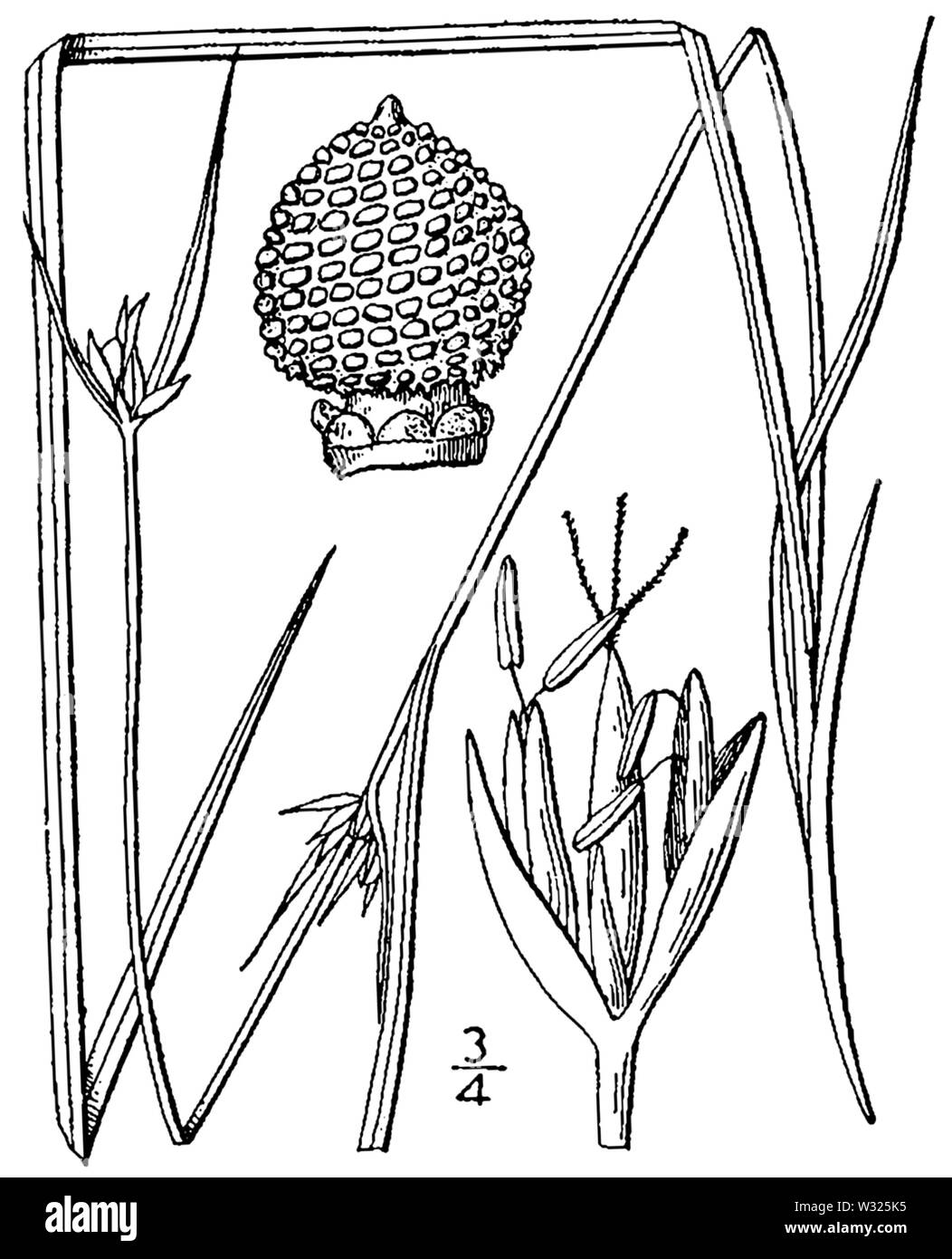 Scleria pauciflora BB-1913 Stock Photo