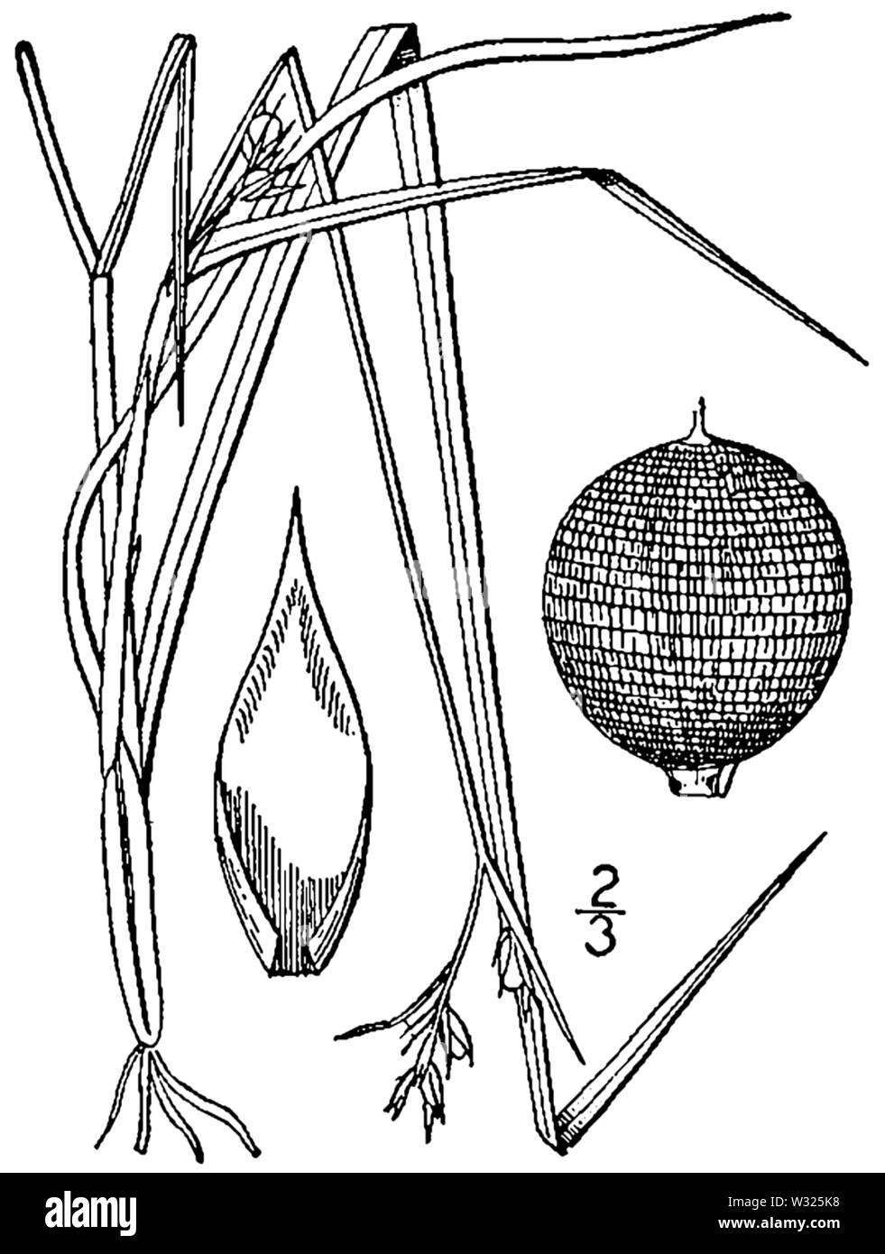 Scleria reticularis BB-1913 Stock Photo