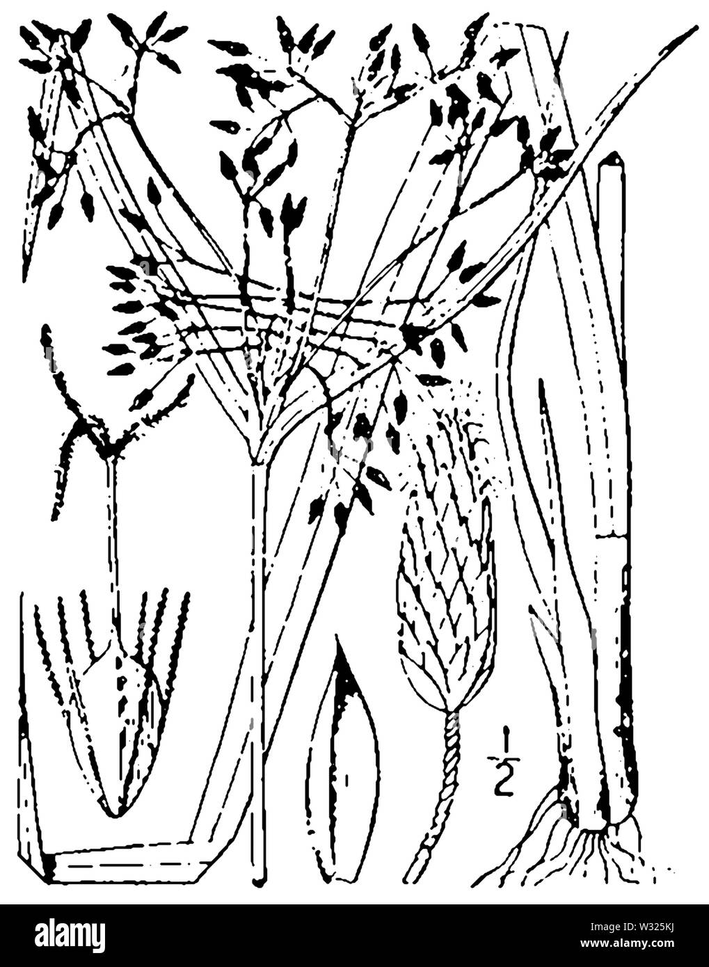 Scirpus × peckii BB-1913 Stock Photo