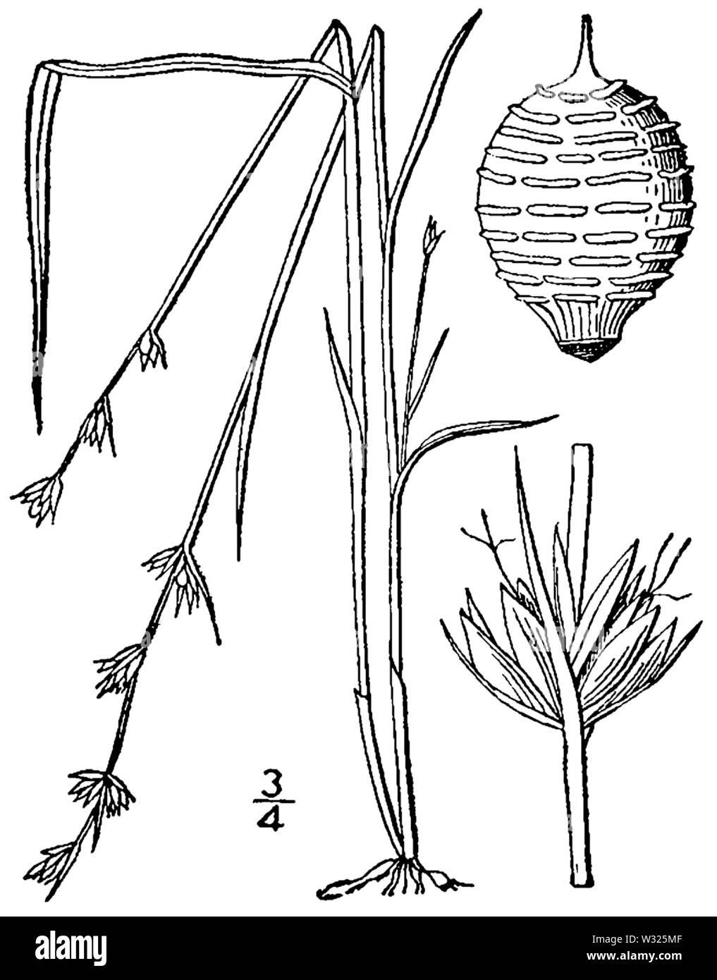 Scleria verticillata BB-1913 Stock Photo