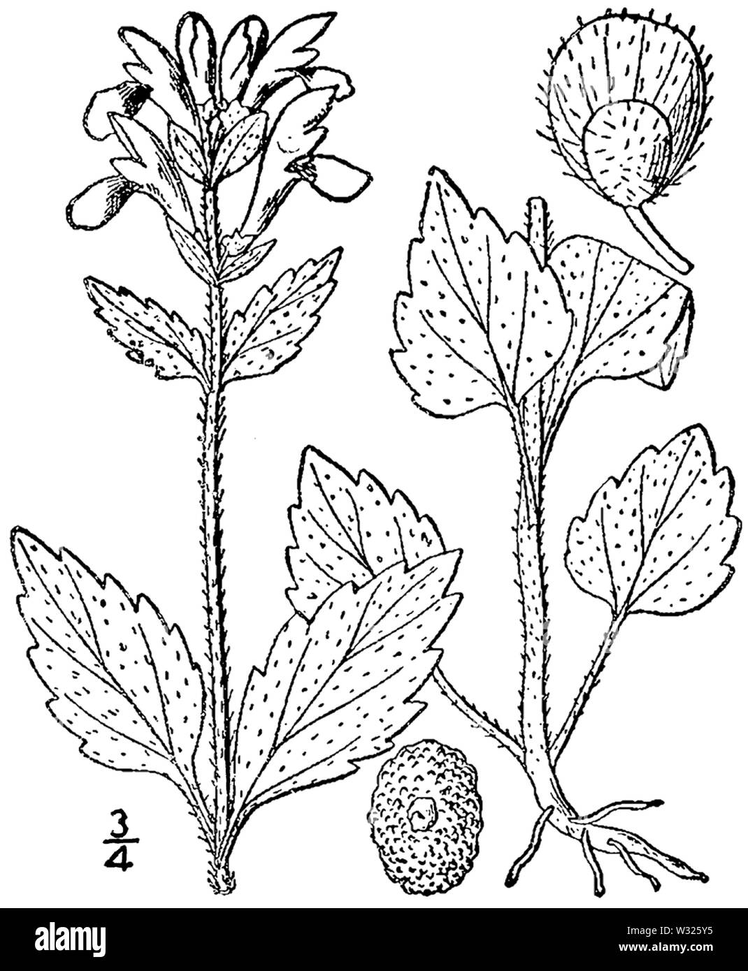 Scutellaria elliptica var elliptica drawing 1 Stock Photo