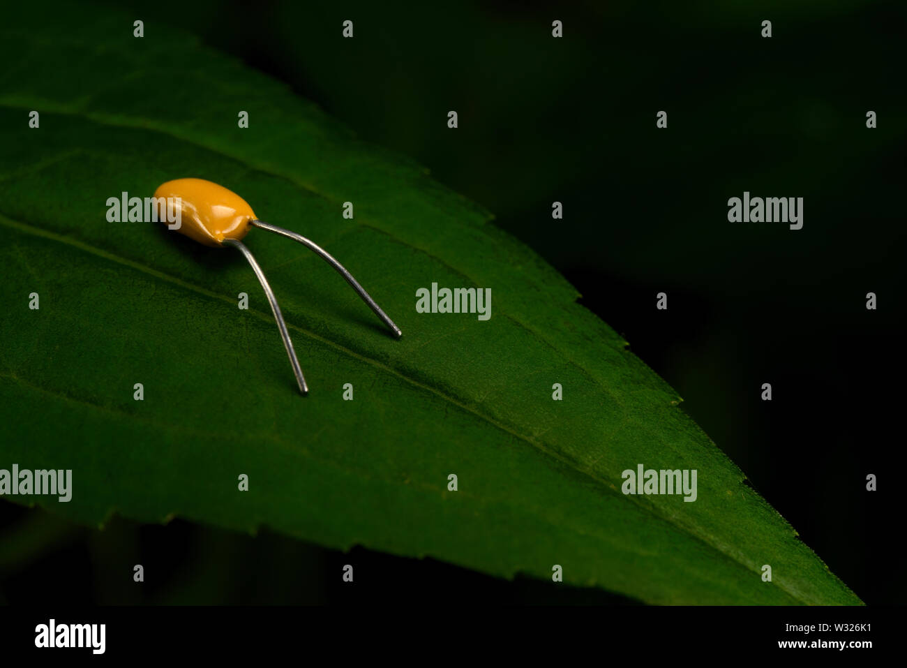 Electronic entity over a plant leaf Stock Photo