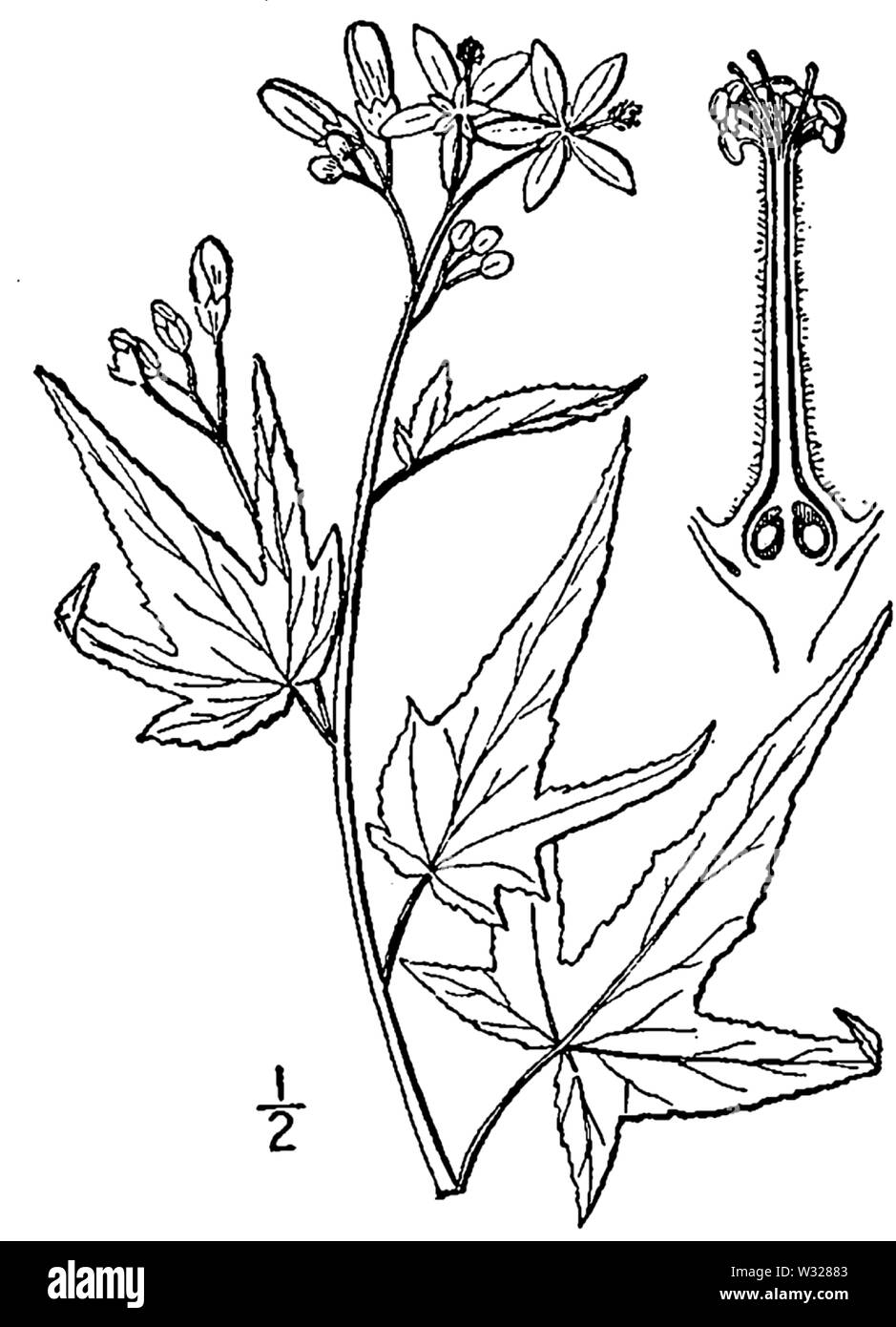 Botanical illustration of Sida hermaphrodita from 1913 Stock Photo - Alamy