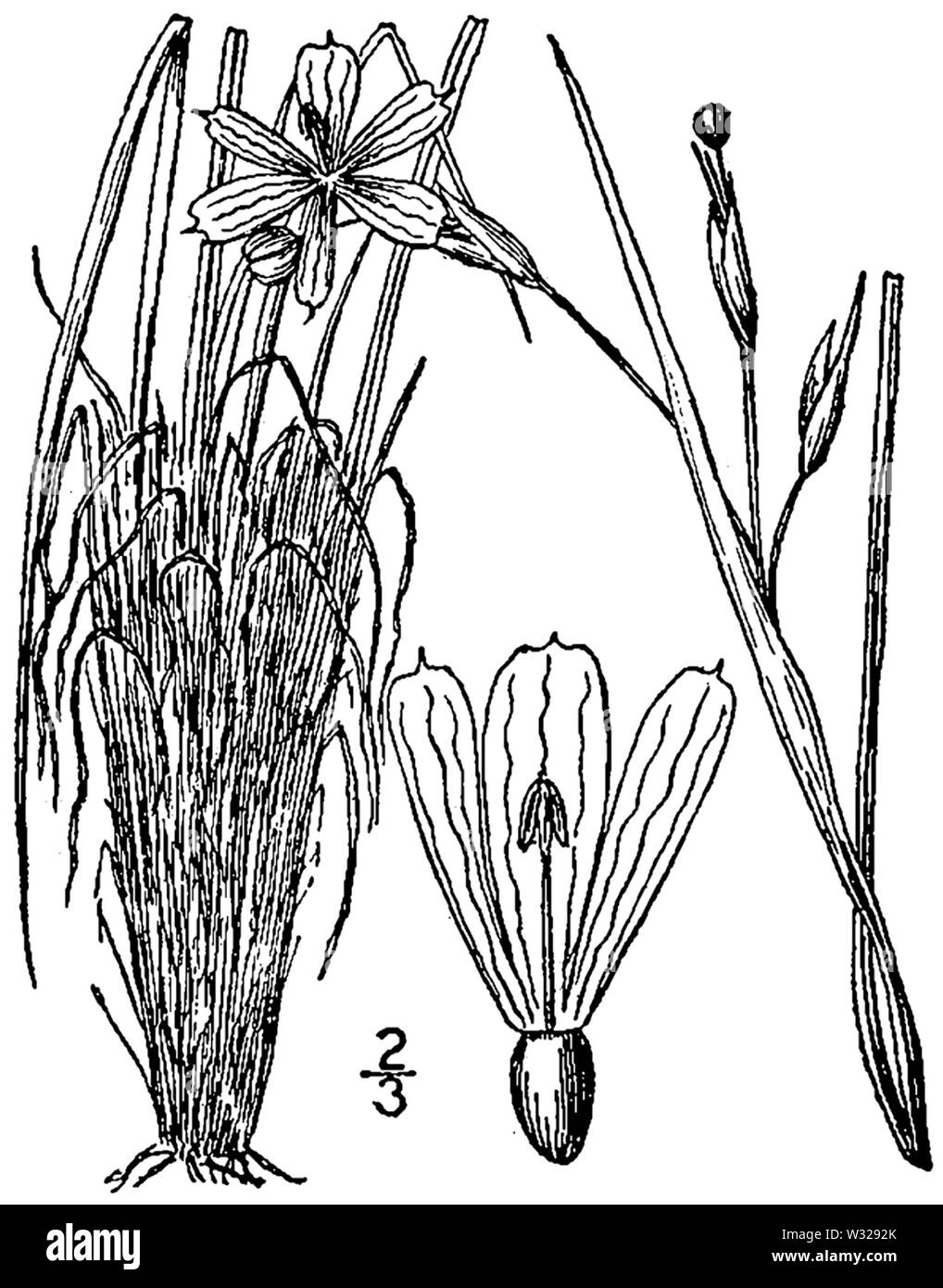 Sisyrinchium fuscatum drawing 1 Stock Photo