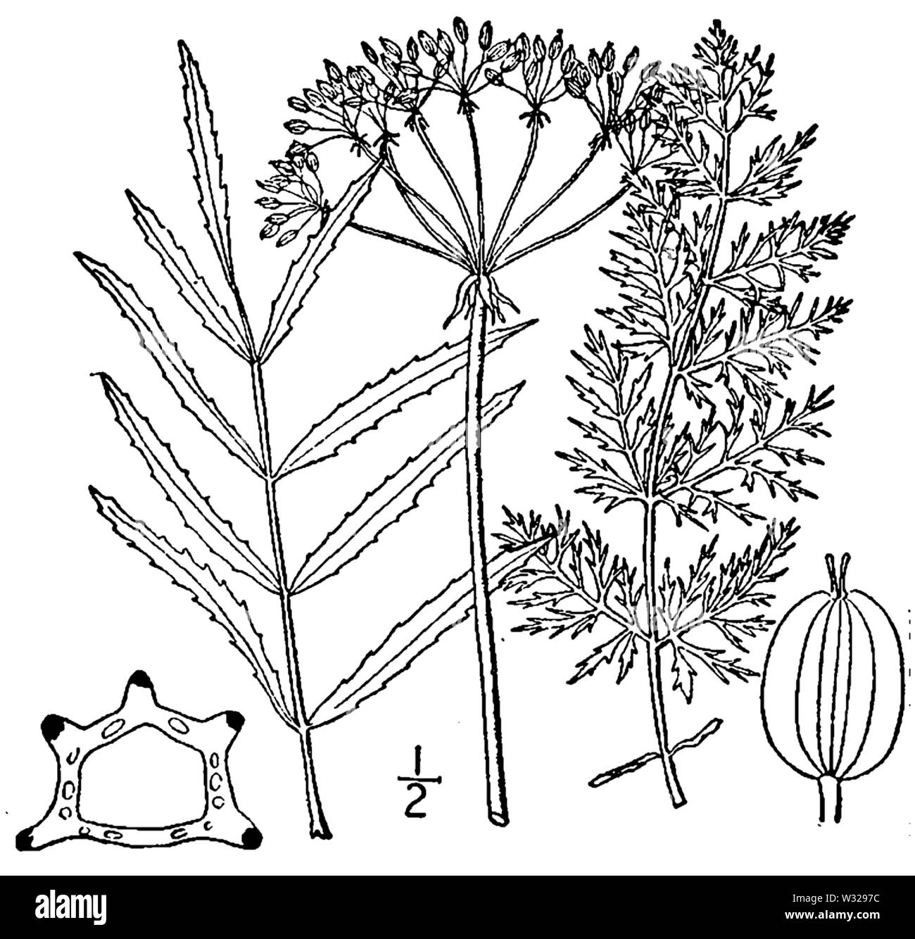 Botanical illustration of Sium suave from 1913. Stock Photo