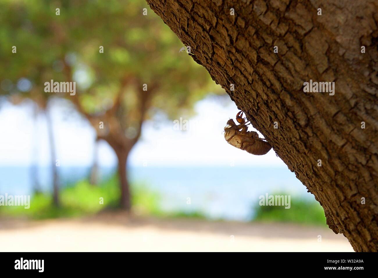 One empty abandoned cicada shell hanging from a tree trunk. Blurred background view of blue sky, sea and green trees at summer in a beach Stock Photo
