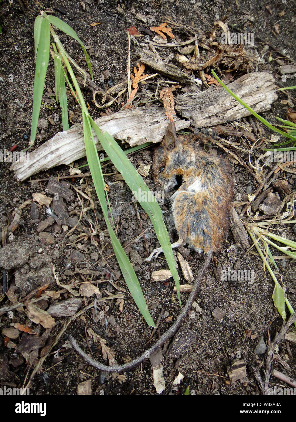 Dead mouse macro background fine art in high quality prints Stock Photo