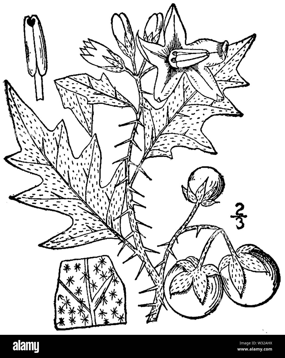 Botanical illustration of Solanum carolinense from 1913. Stock Photo
