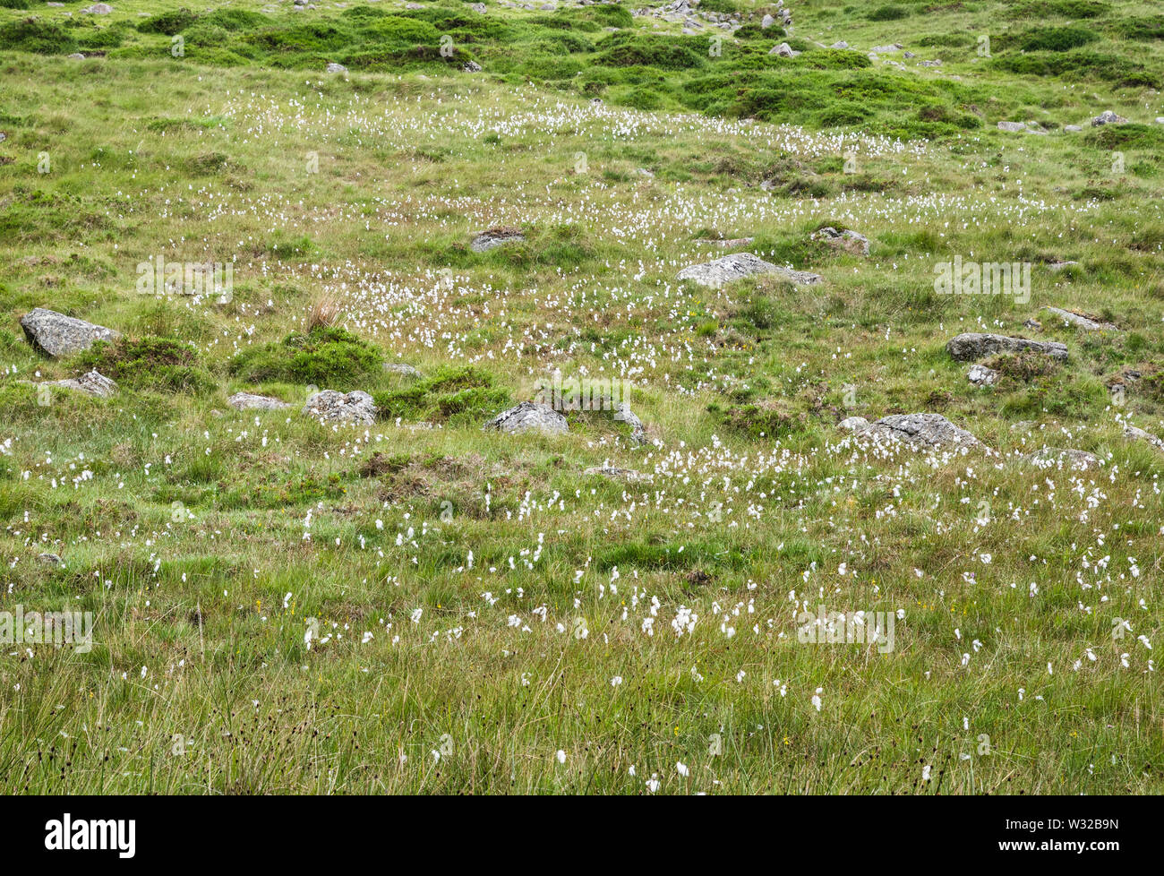 A rocky field with abundant bog cotton or cottongrass (Eriophorum angustifolium) near Slieve Muck, Mourne Mountains, County Down, Northern Ireland Stock Photo