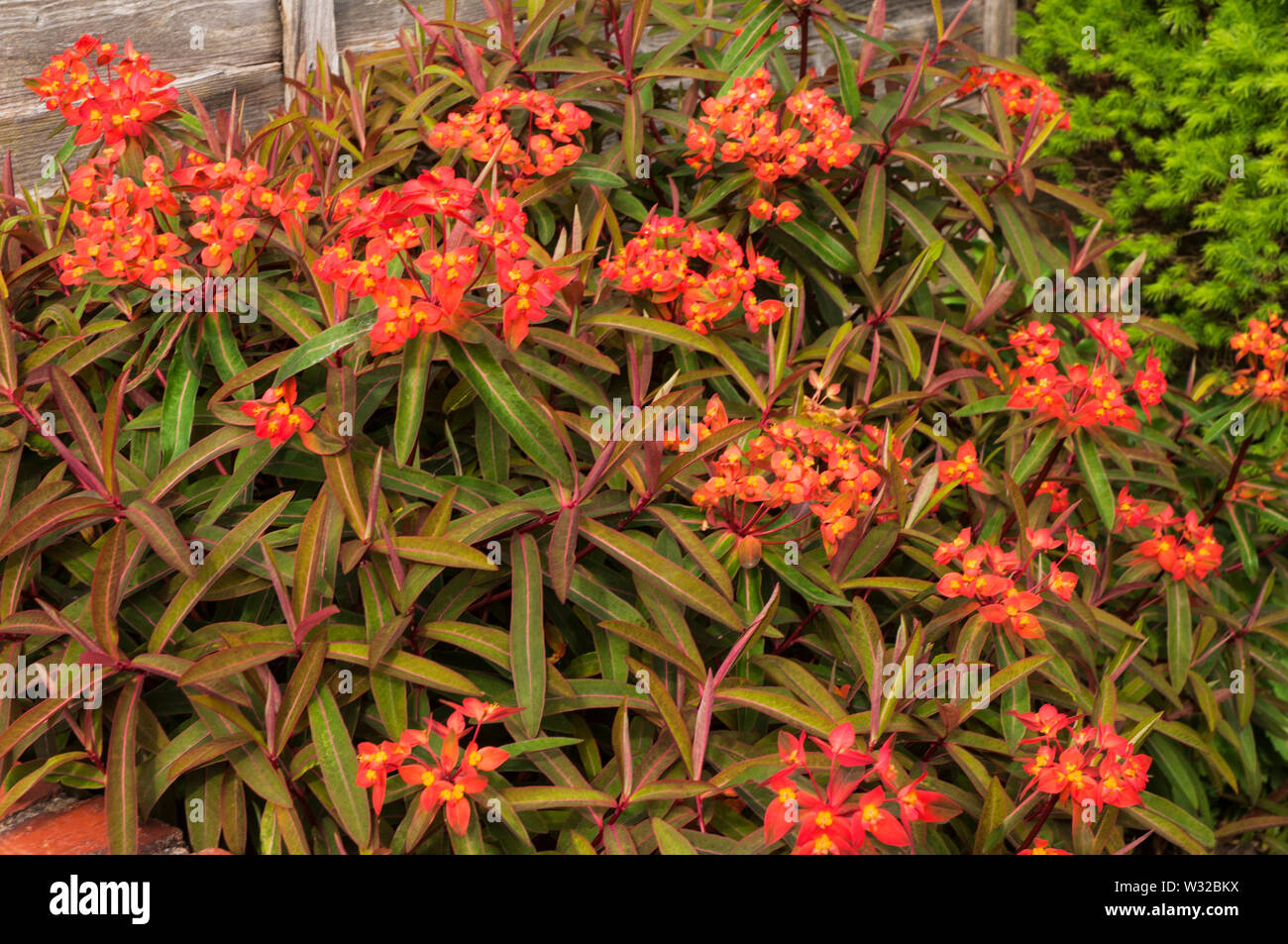 Euphorbia griffithii Fireglow with orange-red involucres and yellow cvathia also green leaves some with red midribs turning red and yellow in autumn Stock Photo