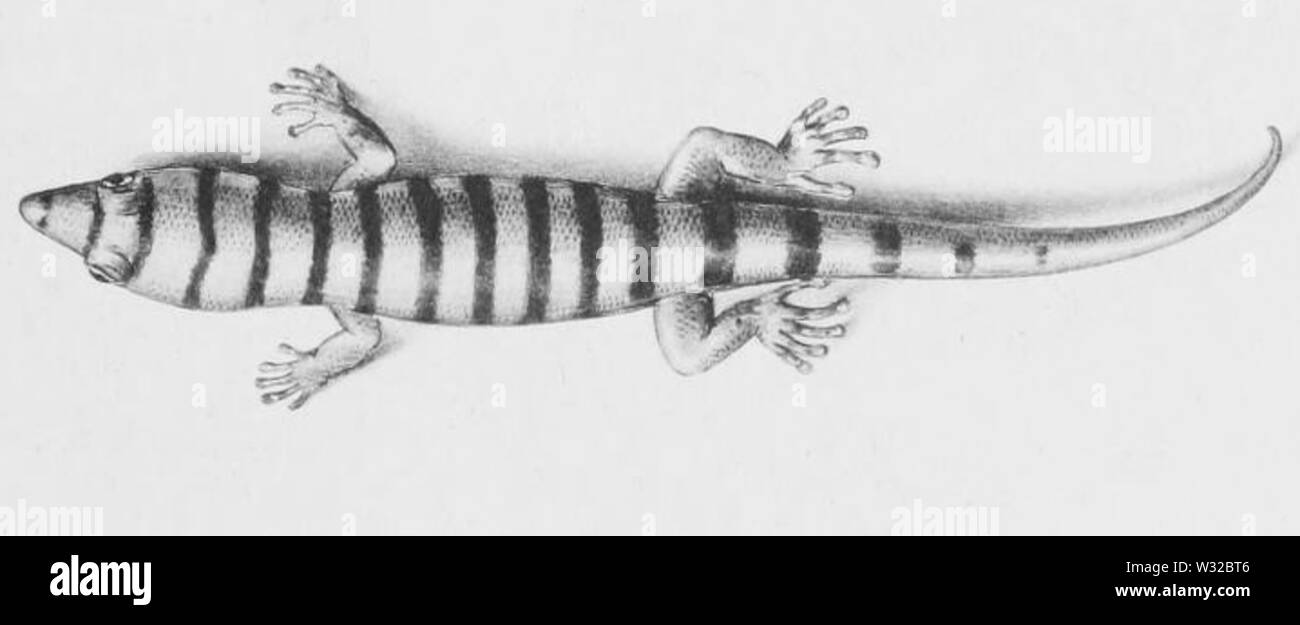 Sphaerodactylus elegans 03-Barbour 1921 Stock Photo