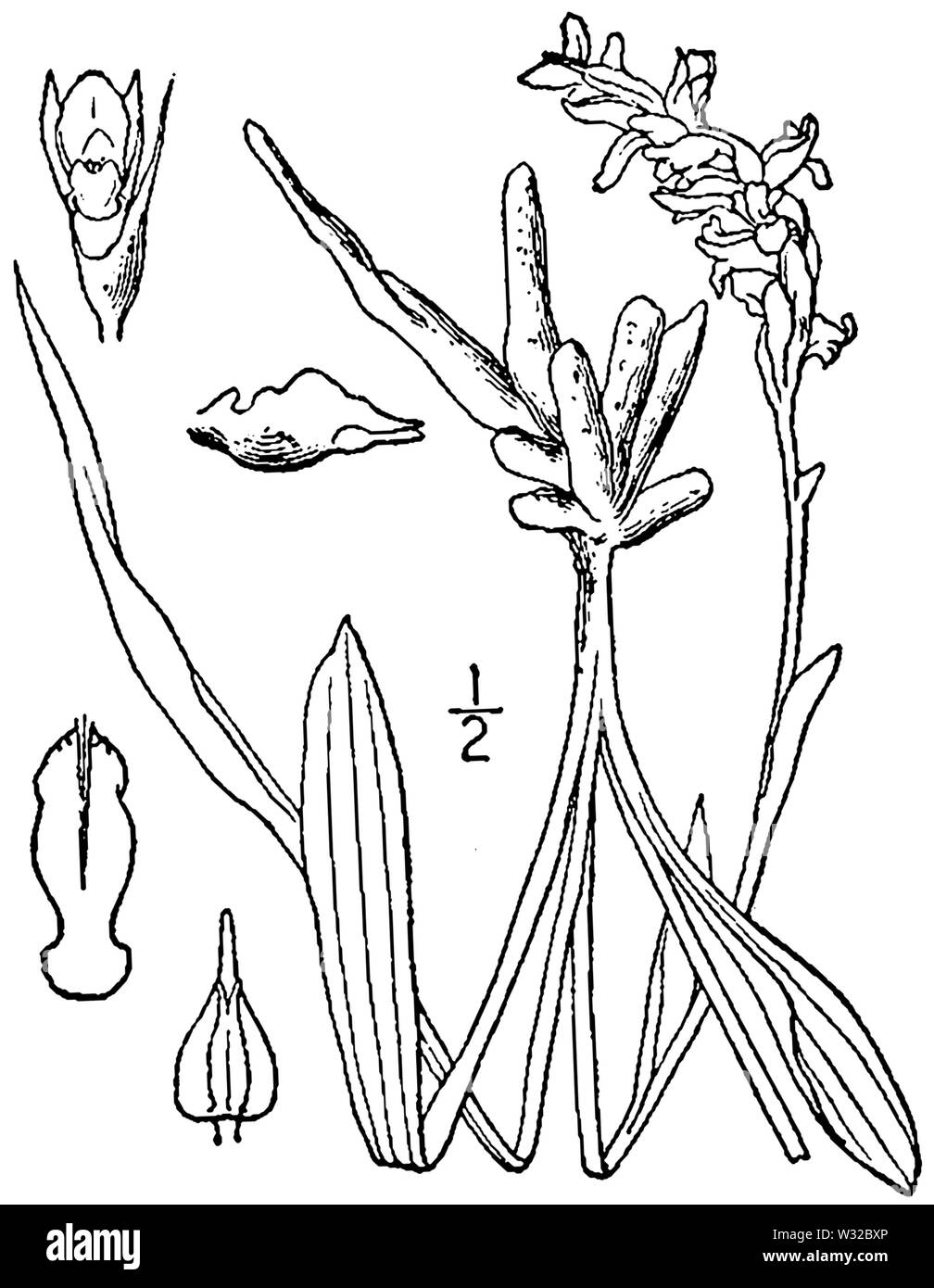 Spiranthes romanzoffiana (as Ibidium strictum) BB-1913 Stock Photo