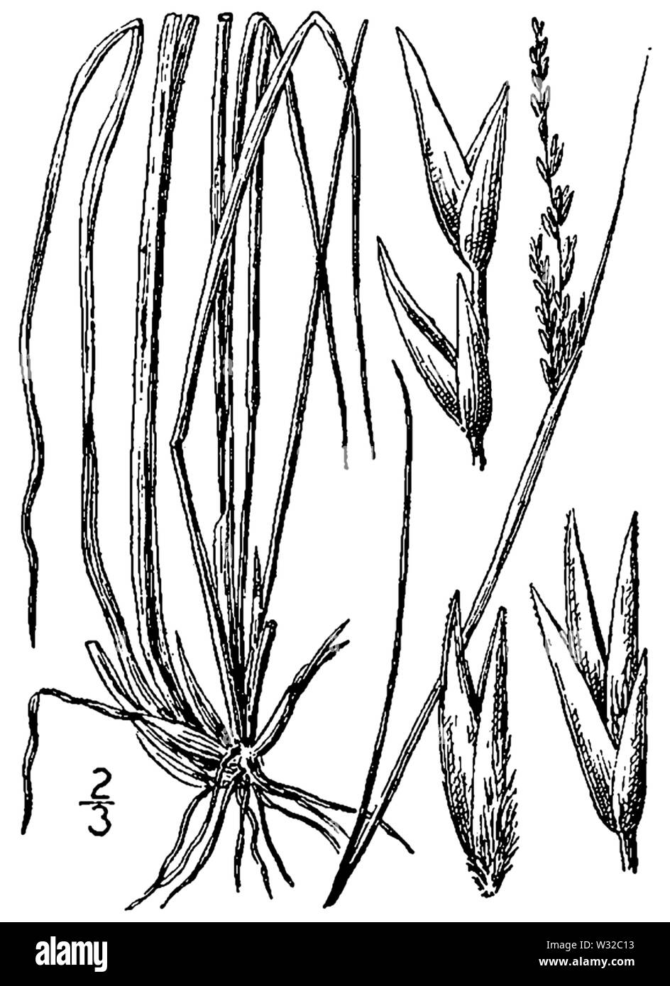 Sporobolus clandestinus (as S canovirens) BB-1913 Stock Photo