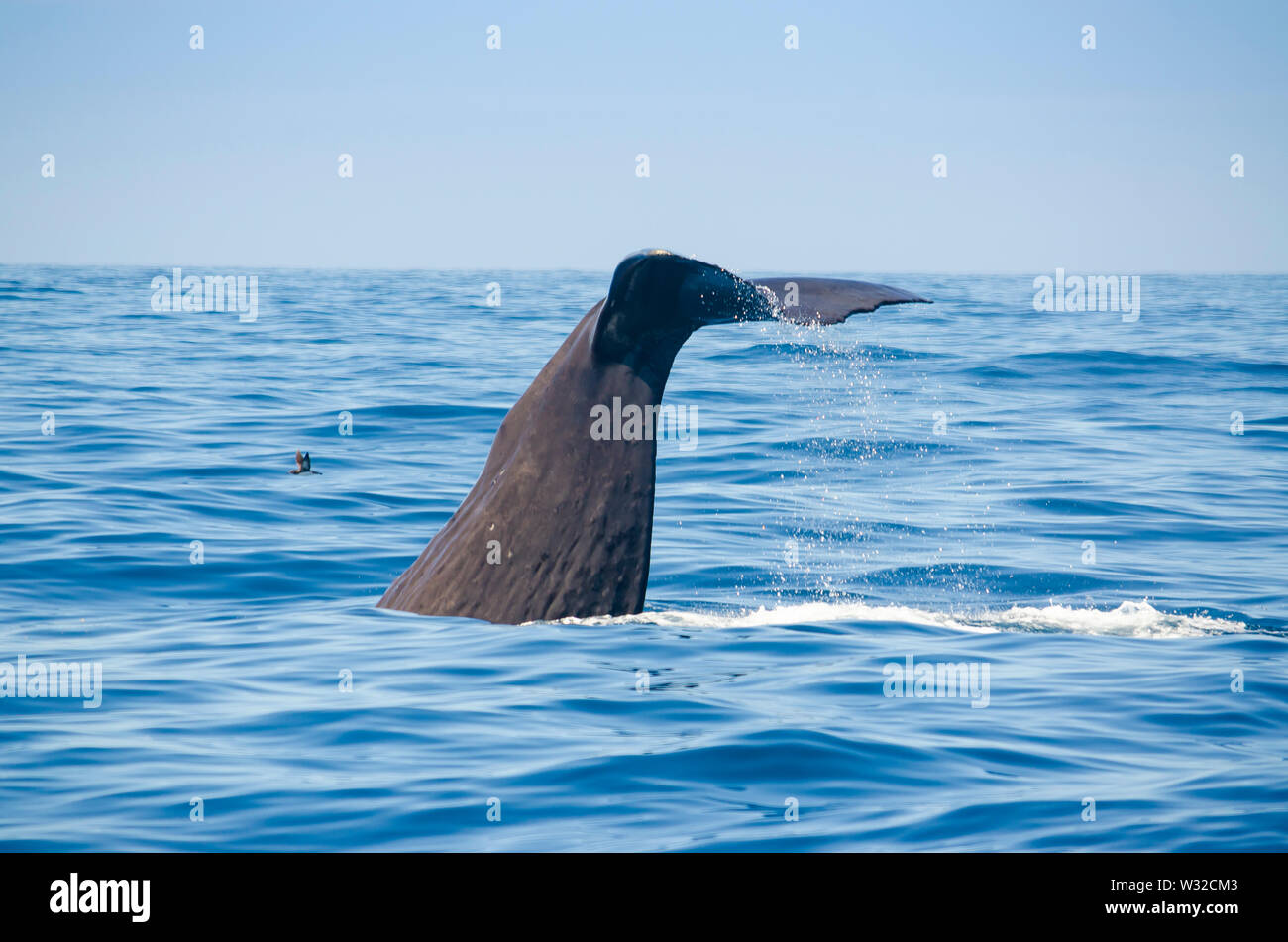 Sperm whale tail Stock Photo