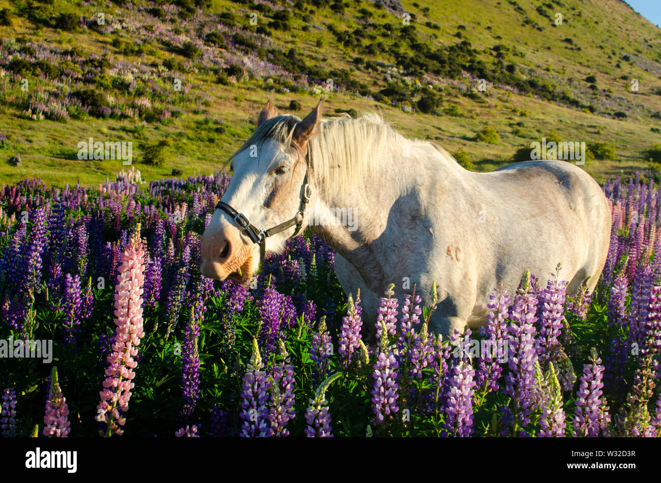Horse in lupins Stock Photo Alamy