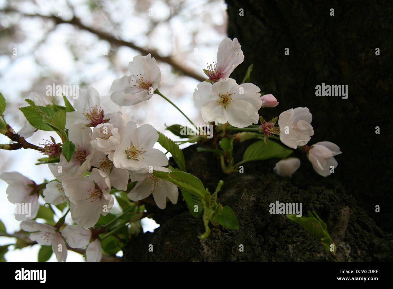 Hanami kyoto hi-res stock photography and images - Alamy