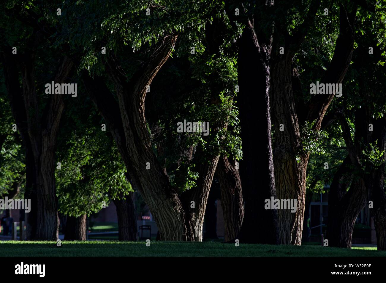 Shady Grove of old Trees, West Texas A & M Campus, Canyon, Texas Stock Photo