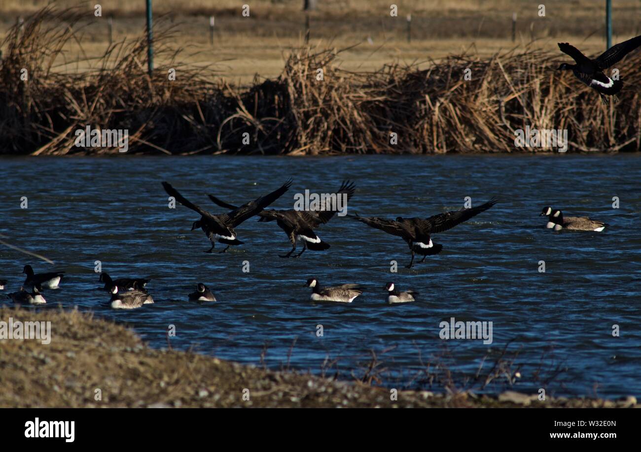 Canada geese at Lindsey City Park, Canyon, Texas Stock Photo