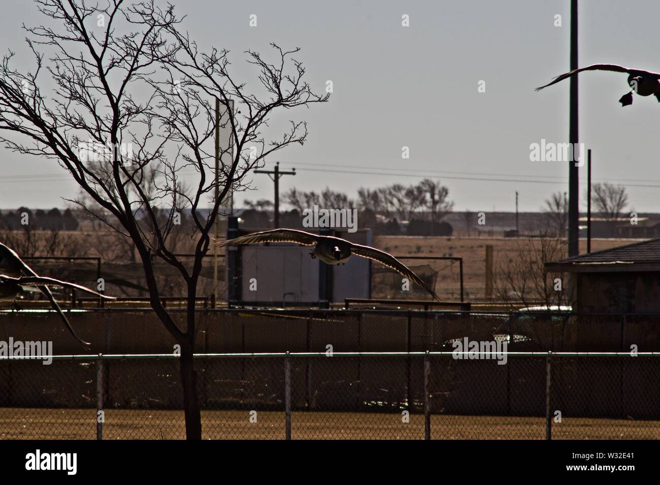 Canada geese at Lindsey City Park, Canyon, Texas Stock Photo Alamy