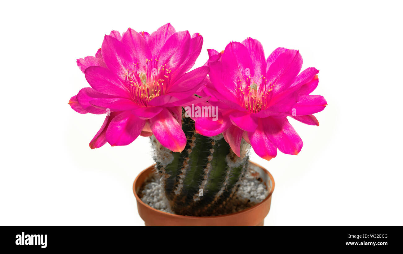 Cactus echinopsis with two opening blossoms in pink color Stock Photo