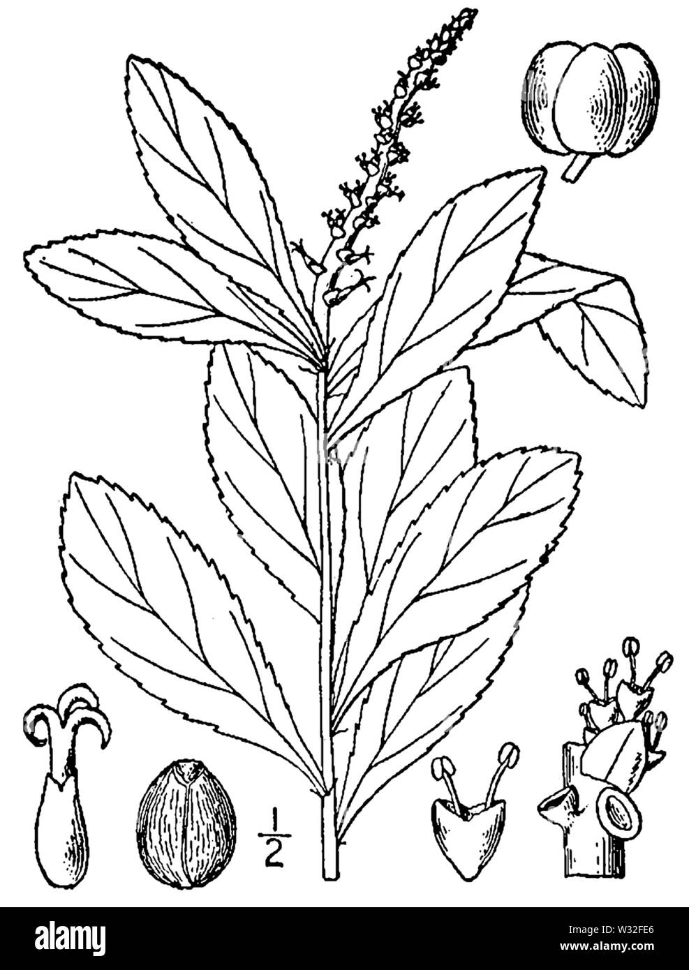 Illustration of Stillingia sylvatica from Britton & Brown's Illustrated flora of the northern states and Canada. Vol. 2:461. Stock Photo