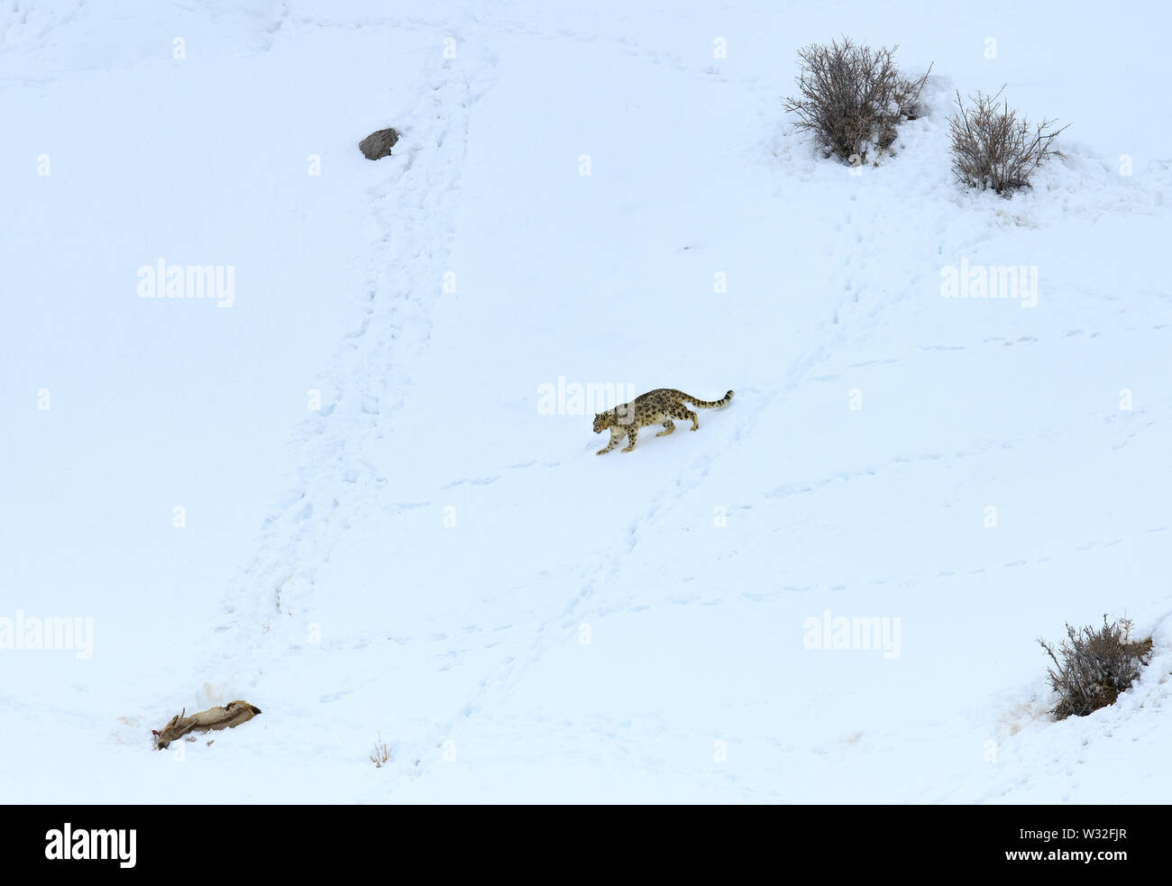 Gray ghost of Himalayas (Snow Leopard), killing and eating an Ibex, Highly camoflaged hiding animal in mountains, in extreme climatic condition Stock Photo