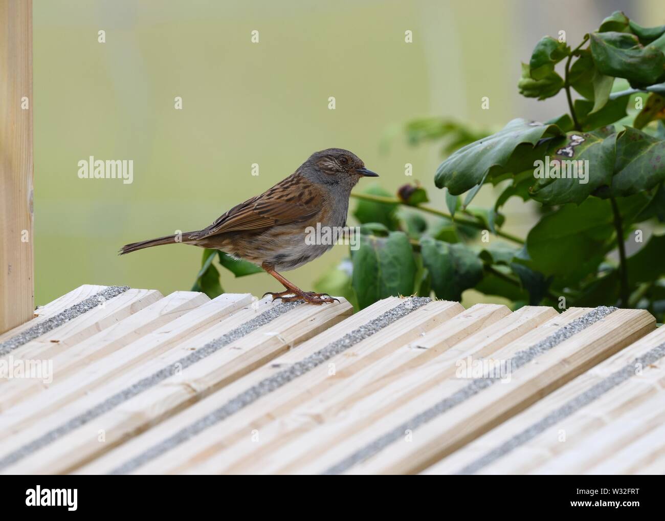 A passerine, Dunnock (Prunella modularis) scavenging for food on an outdoor deck in Scotland, UK, Europe. Stock Photo