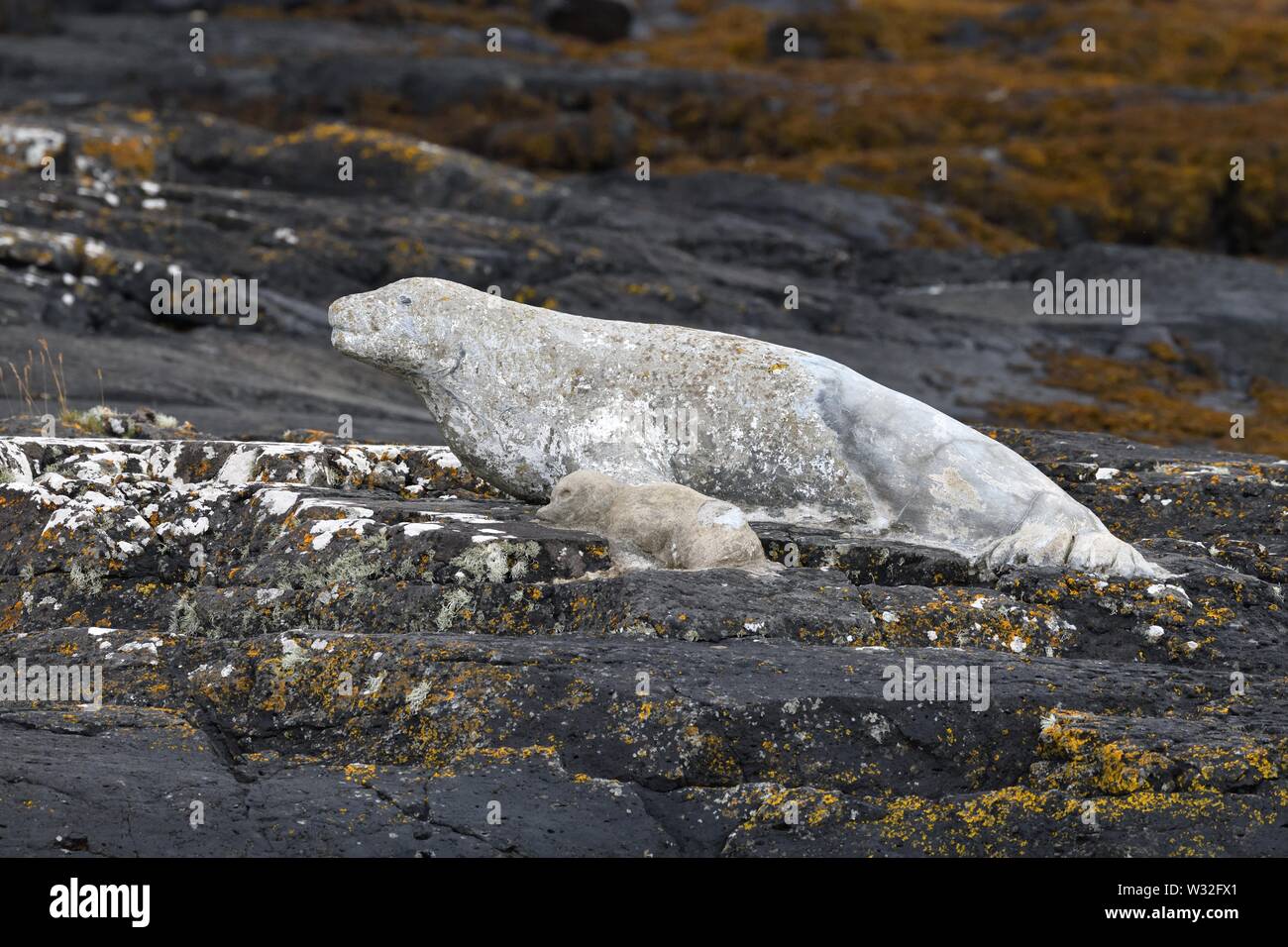 Concrete art of adult seal and pup on the rock at Grasspoint in Mull, Inner Hebrides, Scotland, UK, Europe Stock Photo