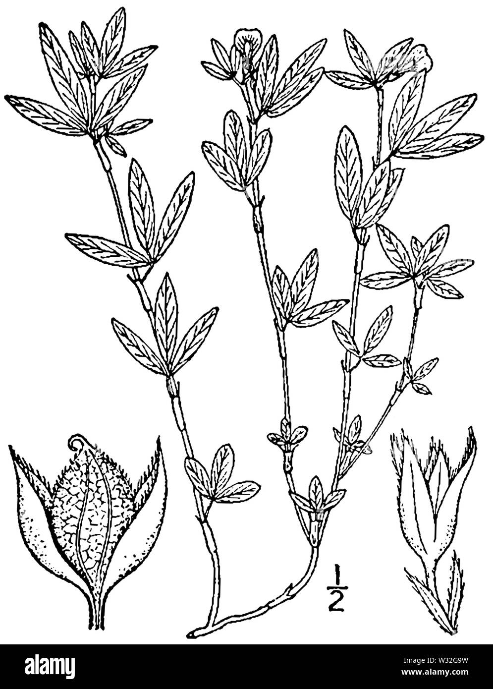 Stylosanthes biflora BB-1913-1 Stock Photo