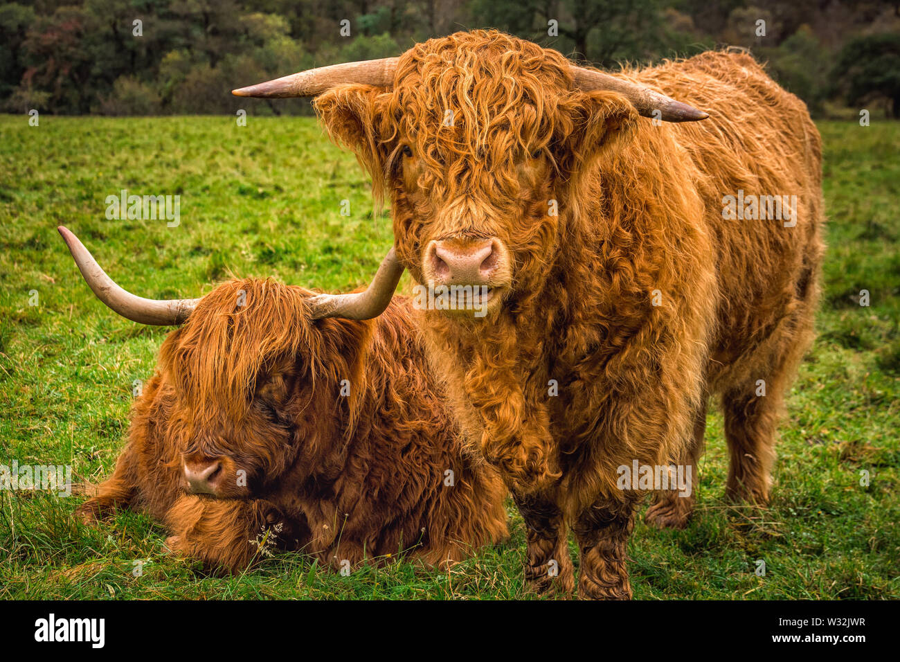Scottish Highland Cow in field with big horns and long hair, Scotland ...