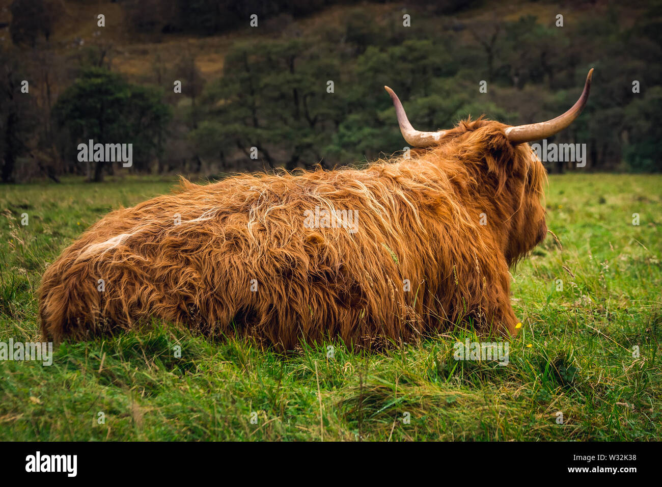 Scottish Highland Cow in field with big horns and long hair, Scotland ...