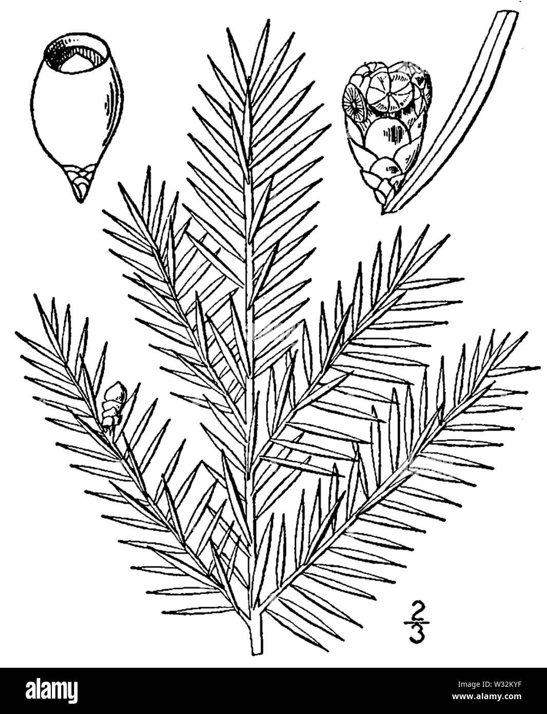 Taxus canadensis drawing Stock Photo