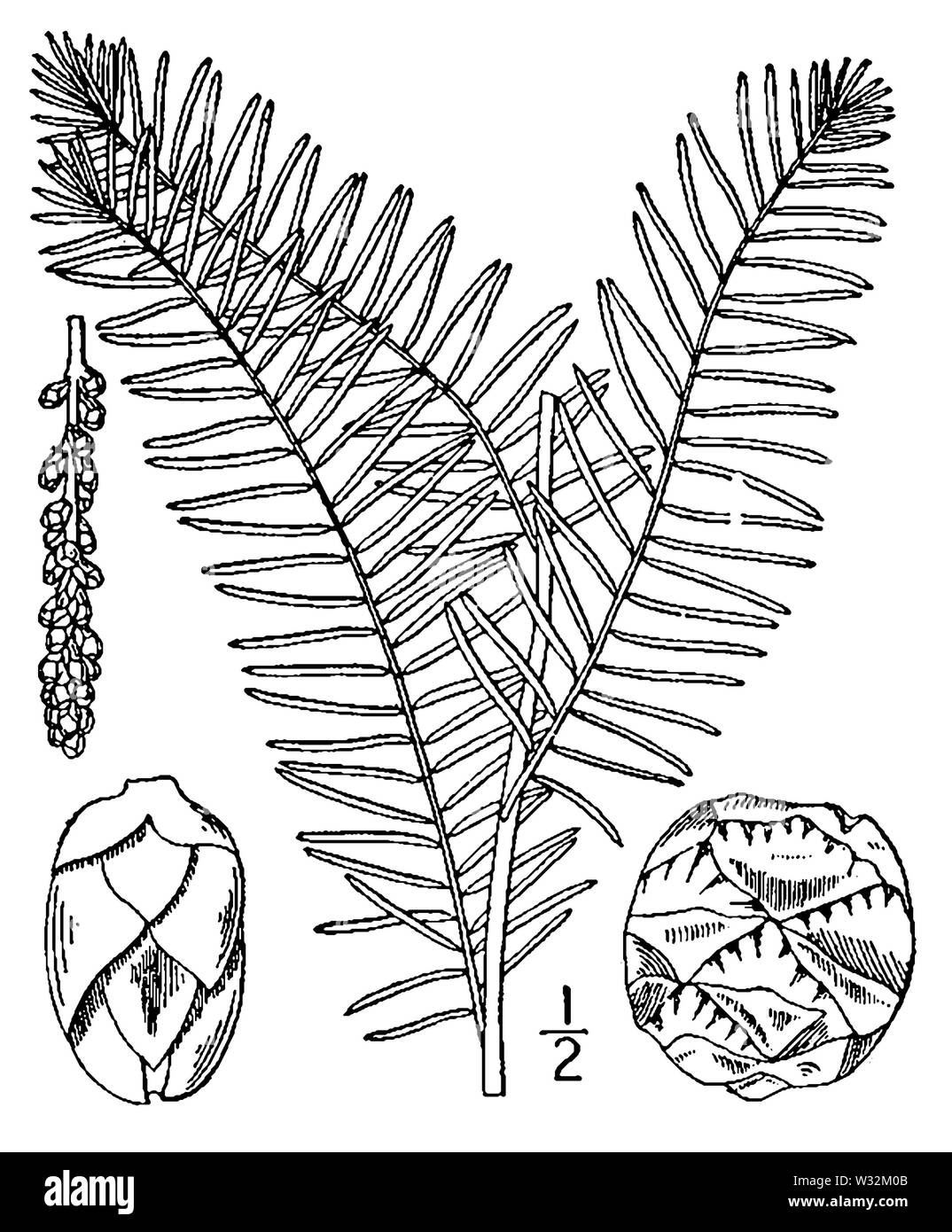 Taxodium distichum drawing Stock Photo