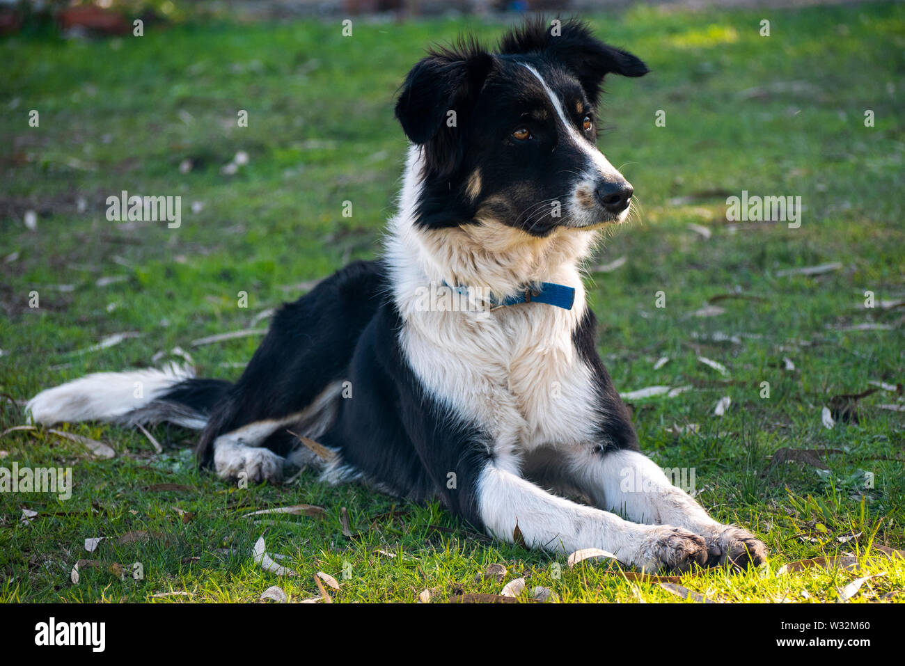 Border collie dog race in alert attitude. The border collie is the most intelligent breed, ideal for work and company. Usually black and white. Stock Photo