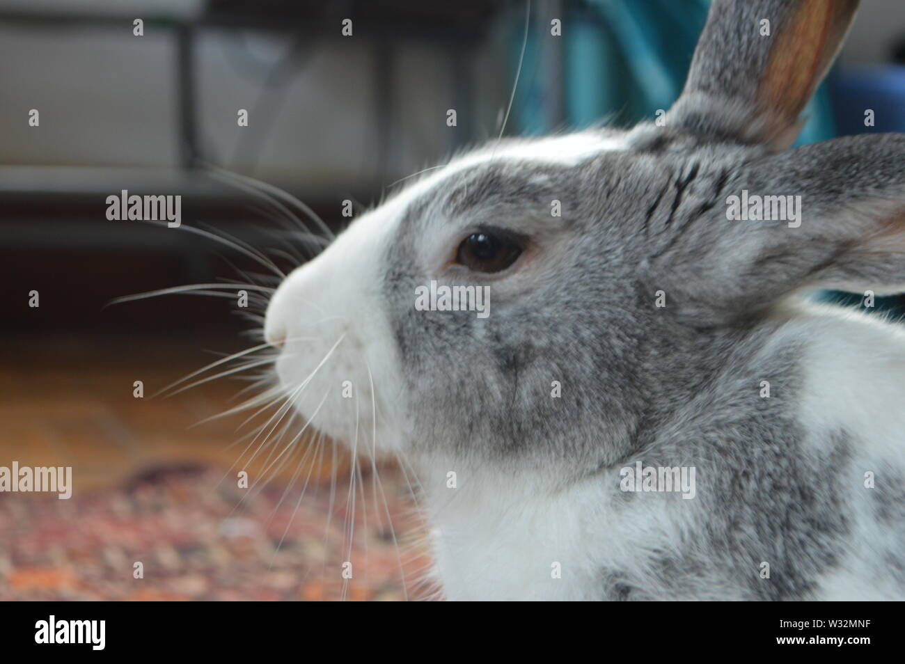 My rabbit, Thunder, stares into the distance, the camera zooming in on