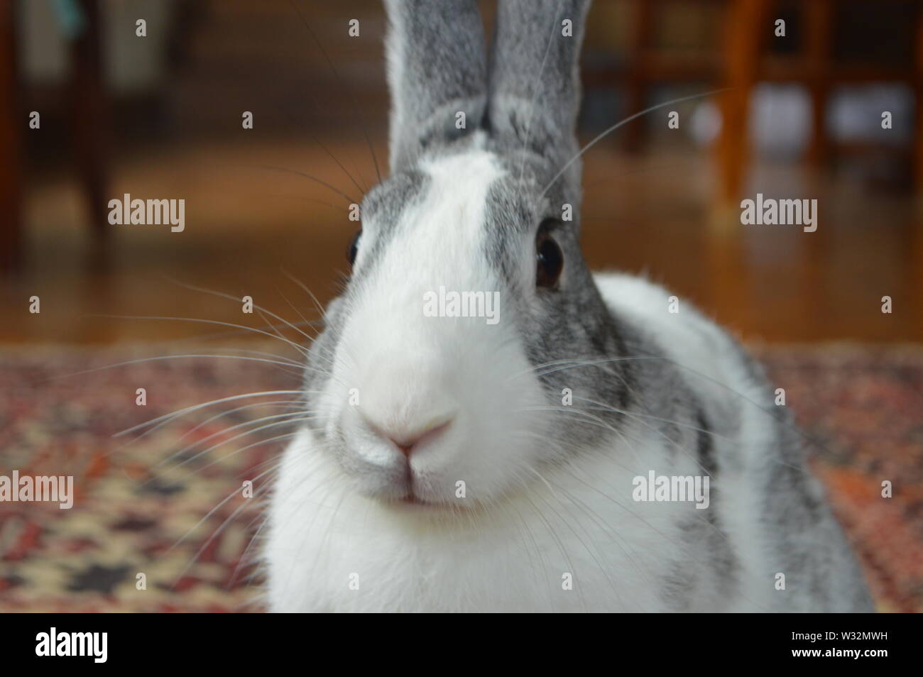 My rabbit, Thunder, stares at the camera, zooming in on his face, with