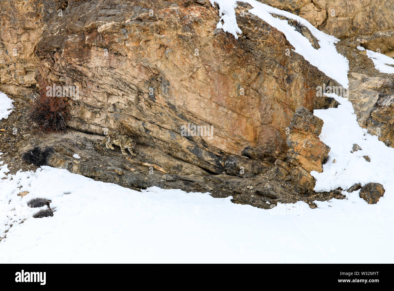 Gray ghost of Himalayas (Snow Leopard), killing and eating an Ibex, Highly camoflaged hiding animal in mountains, in extreme climatic condition Stock Photo