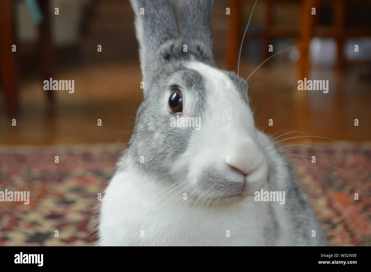 My rabbit, Thunder, stares at the camera, zooming in on his face, with ...