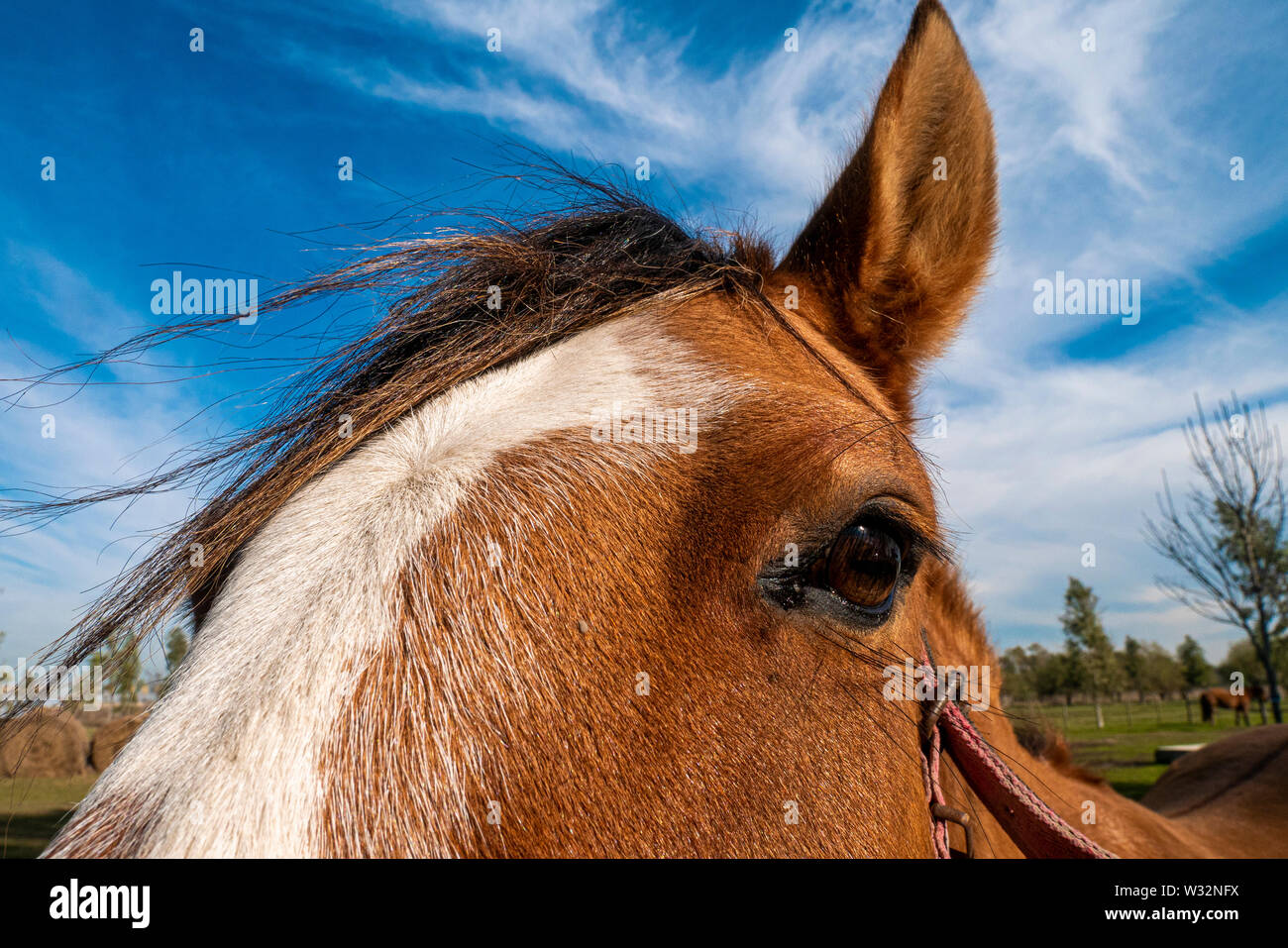 Detail of horse's head against a blue sky with clouds. Detail of eye and ears of a Creole horse typical specimen of the Argentine pampas. Stock Photo